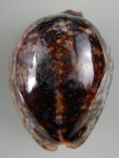 Mauritia mauritiana ...SP pattern ... 64.03 mm F+++/ Gem-63020