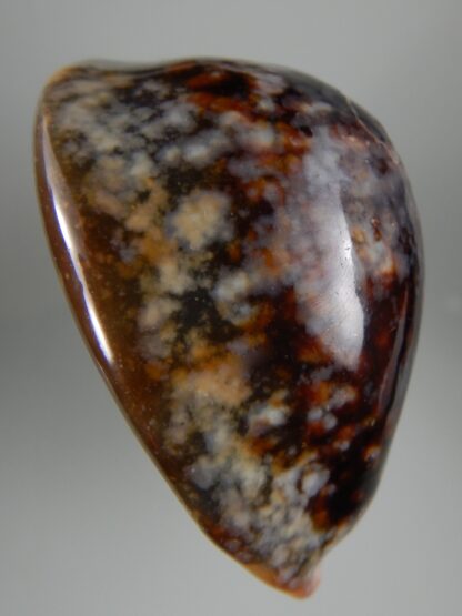 Mauritia mauritiana ...SP pattern ... 64.03 mm F+++/ Gem-63023