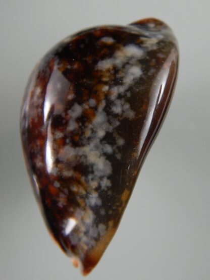 Mauritia mauritiana ...SP pattern ... 64.03 mm F+++/ Gem-63026