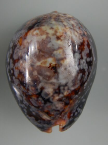 Mauritia mauritiana ...SP pattern ... 69.81 mm F+++/ Gem -63034