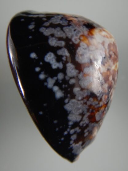 Mauritia mauritiana ...SP pattern ... 69.81 mm F+++/ Gem -63035