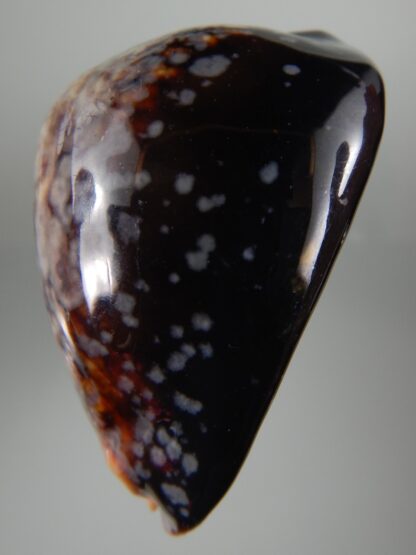 Mauritia mauritiana ...SP pattern ... 69.81 mm F+++/ Gem -63036