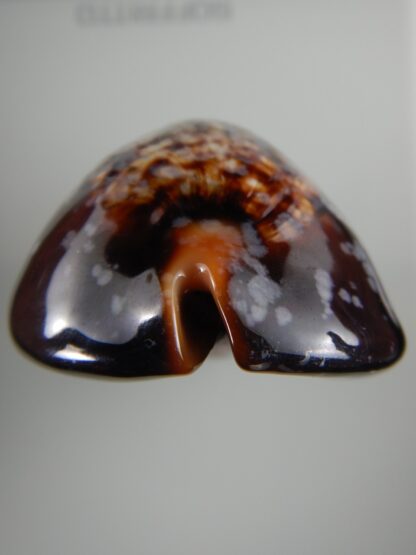 Mauritia mauritiana ...SP pattern ... 69.81 mm F+++/ Gem -63040