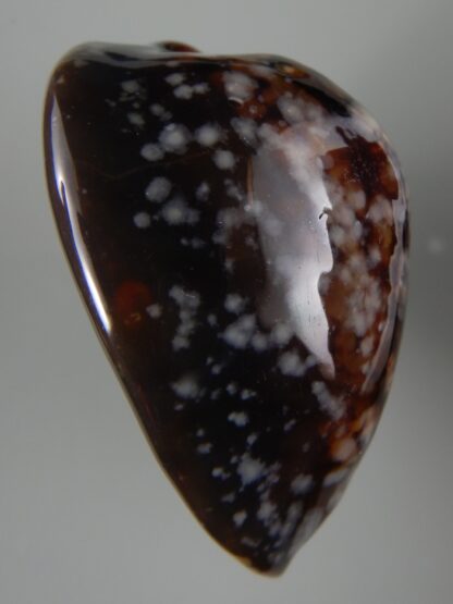 Mauritia mauritiana ...SP pattern ...71.75 mm F+++/ Gem -63068