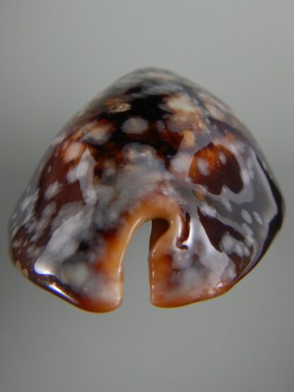 Mauritia mauritiana ...SP pattern ...71.75 mm F+++/ Gem -63063