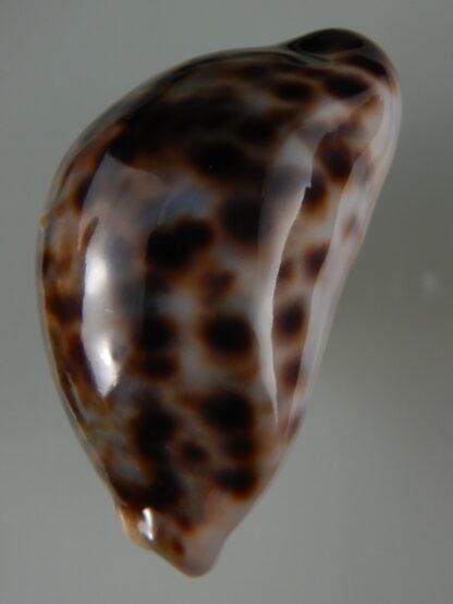 Cypraea tigris ... Rostrate ... 81.52 mm F+++/Gem-63105