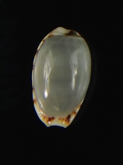 Naria labrolineata helenae..No pattern ... 12,65 mm Gem -63417