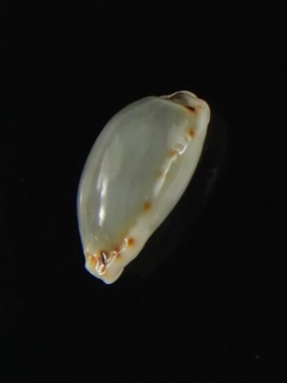 Naria labrolineata helenae..No pattern ... 12,65 mm Gem -63422