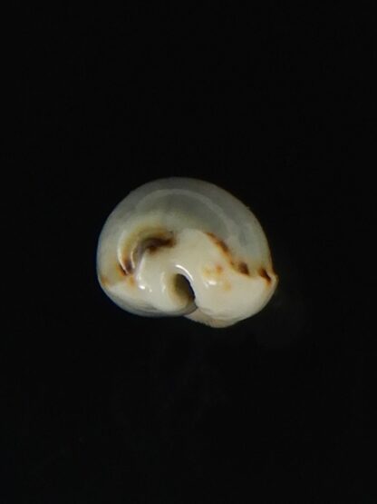 Naria labrolineata helenae..No pattern ... 12,65 mm Gem -63423