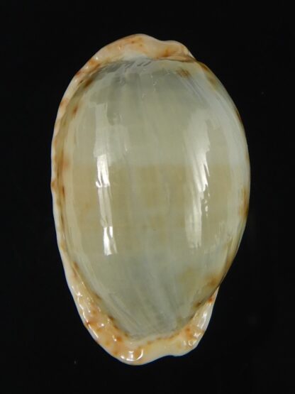 Naria erosa chlorizans ..SP no pattern ... 26.77 mm Gem-63391