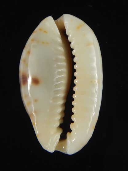 Naria erosa chlorizans ..SP no pattern ... 26.77 mm Gem-63389