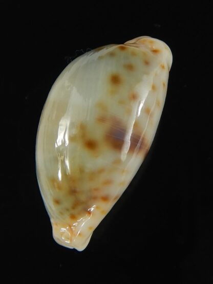 Naria erosa chlorizans ..SP no pattern ... 26.77 mm Gem-63390