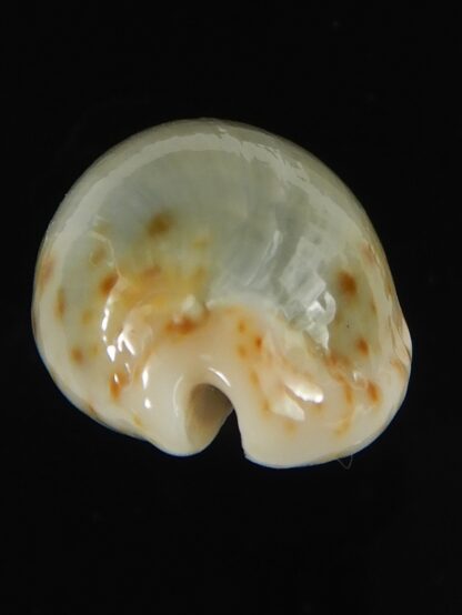 Naria erosa chlorizans ..SP no pattern ... 26.77 mm Gem-63395