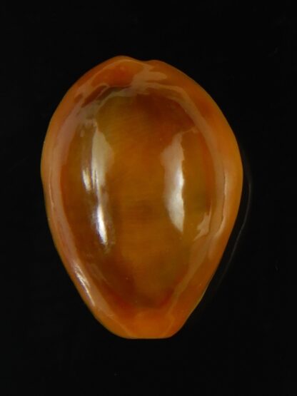 Monetaria annulus... rusty... 23.20 mm Gem-63304