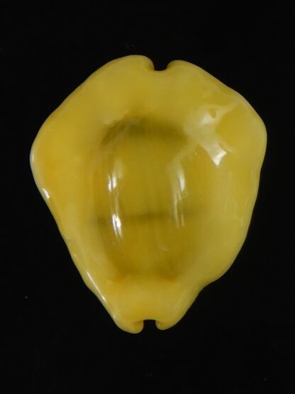 Monetaria moneta tuberculosa 20.60 mm Gem-63361