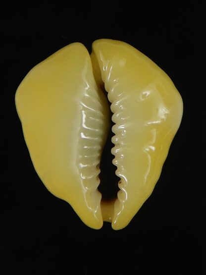 Monetaria moneta tuberculosa 20.60 mm Gem-63366