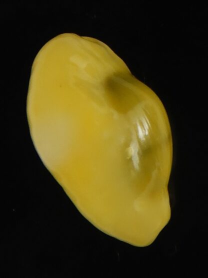 Monetaria moneta tuberculosa 20.60 mm Gem-63367