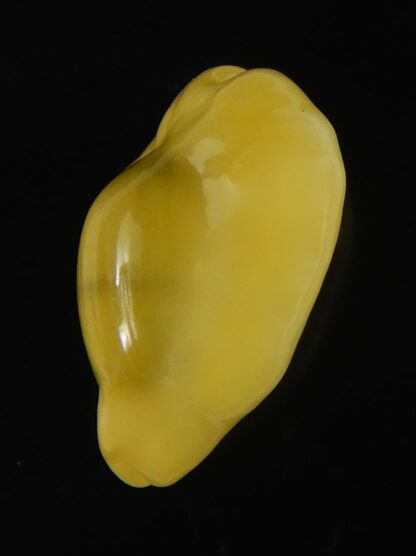 Monetaria moneta tuberculosa 20.60 mm Gem-63363