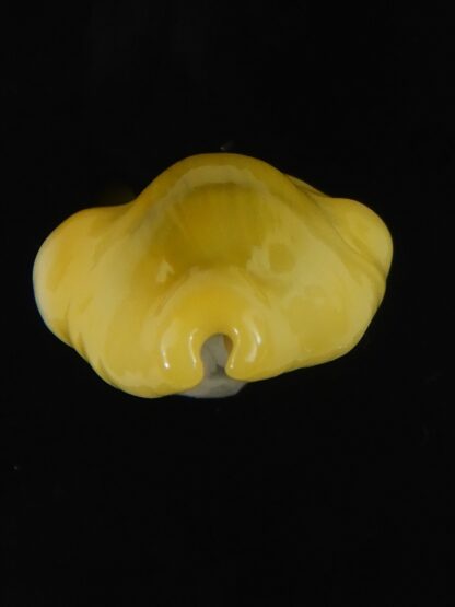 Monetaria moneta tuberculosa 20.60 mm Gem-63365