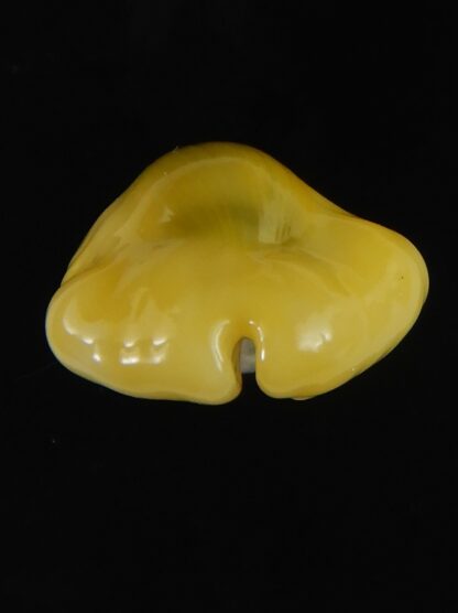 Monetaria moneta tuberculosa 20.60 mm Gem-63362