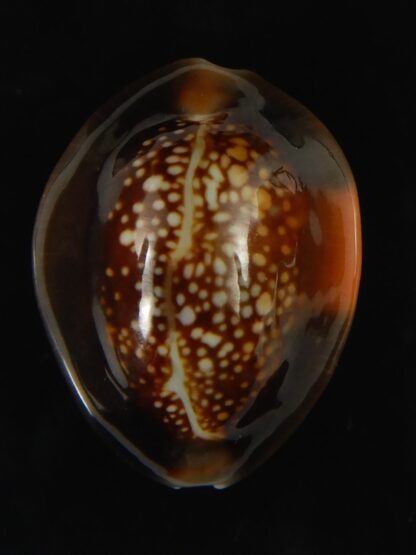 Monetaria caputserpentis aruni ... 27.1 mm Gem-63332