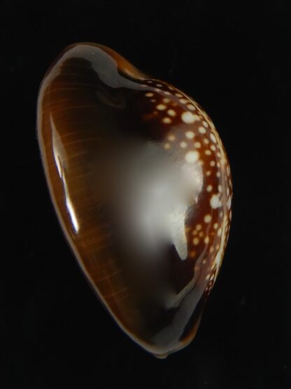 Monetaria caputserpentis aruni ... 27.1 mm Gem-63335