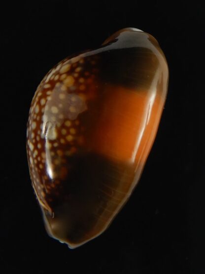 Monetaria caputserpentis aruni ... 27.1 mm Gem-63333