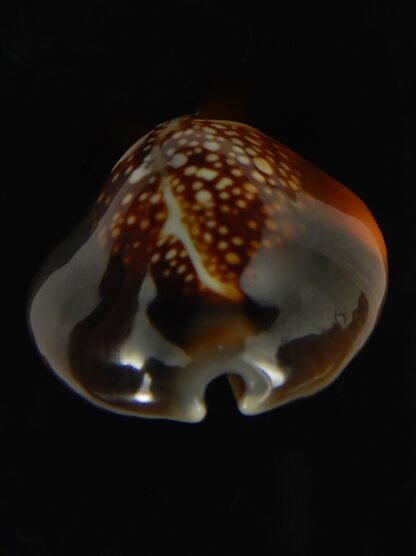 Monetaria caputserpentis aruni ... 27.1 mm Gem-63337