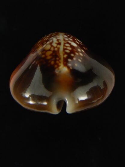 Monetaria caputserpentis aruni ... 27.1 mm Gem-63336