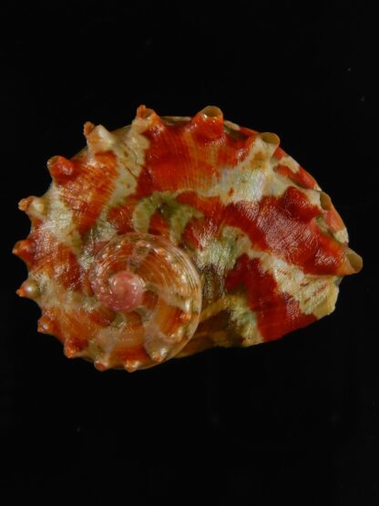 Haliotis (Marinauris) brazieri 29.12 mm Gem-63507