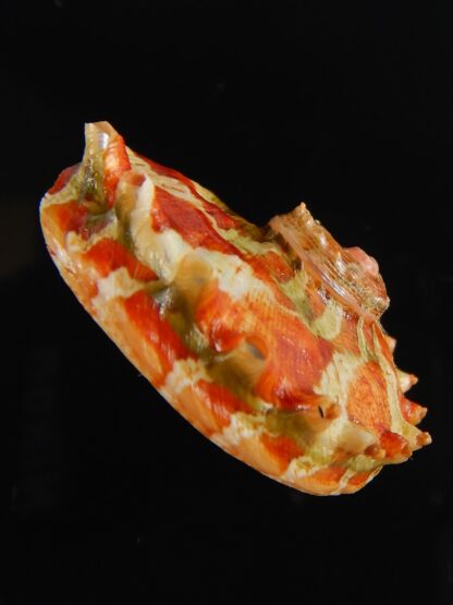 Haliotis (Marinauris) brazieri 29.12 mm Gem-63508