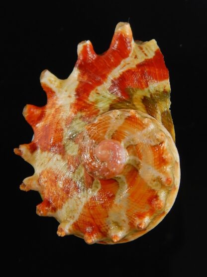 Haliotis (Marinauris) brazieri 29.12 mm Gem-63511