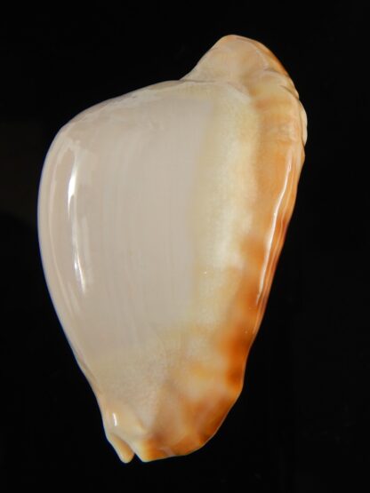 Zoila ketyana hypermarginata 51.06 mm gem (-)-63628