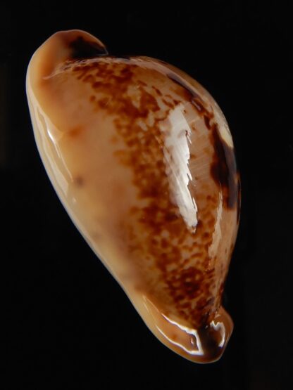 Austrasiatica hirasei philippina ... ROSTRATE.. 45,25 mm F+++:Gem -63912