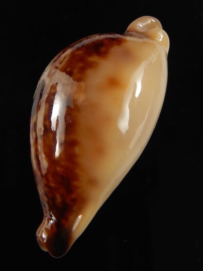 Austrasiatica hirasei philippina ... ROSTRATE.. 45,25 mm F+++:Gem -63906