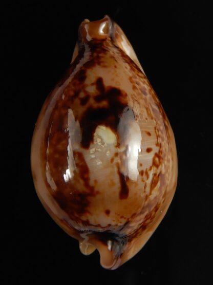 Austrasiatica hirasei philippina ... ROSTRATE.. 45,25 mm F+++:Gem -63909