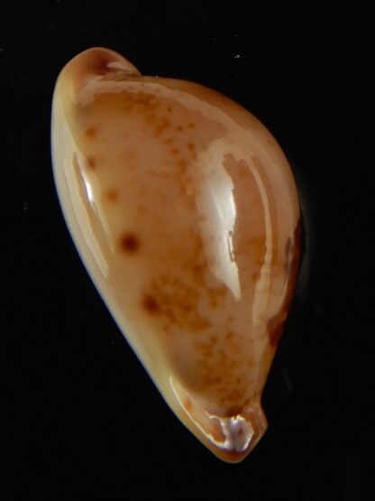 Austrasiatica hirasei philippina ... SUPER DWARF.. 30.70 mm Gem-63928