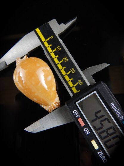 Perisserosa guttata guttata ... SUPER DWARF ... 45.85 mm Gem -0