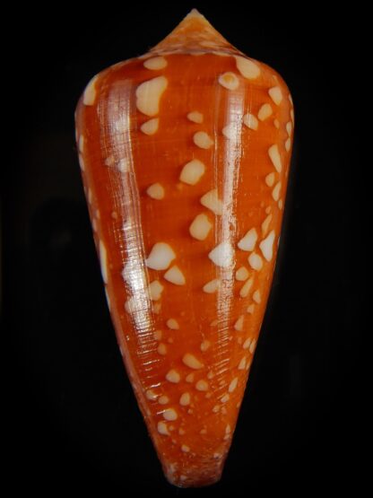 Darioconus crocatus crocatus 60.17 mm Gem-63751