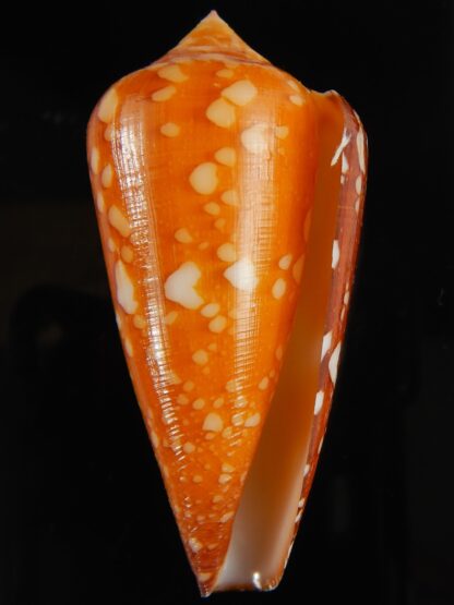 Darioconus crocatus crocatus 60.17 mm Gem-63754