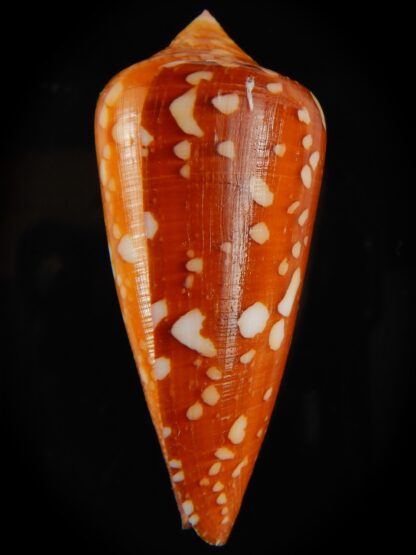Darioconus crocatus crocatus 60.17 mm Gem-63752