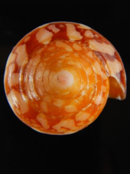 Darioconus crocatus crocatus 60.17 mm Gem-63753