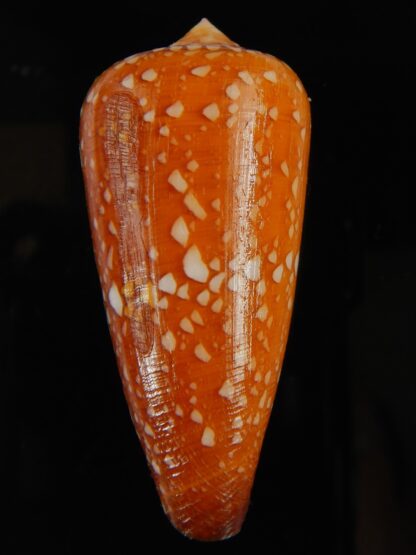 Darioconus crocatus crocatus 56.78 mm Gem-63746