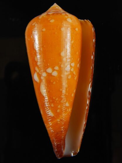 Darioconus crocatus crocatus 56.78 mm Gem-63748