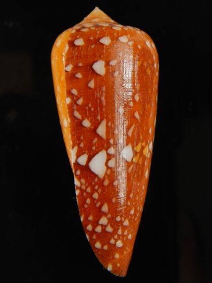 Darioconus crocatus crocatus 56.78 mm Gem-63749
