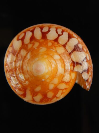 Darioconus crocatus crocatus 56.78 mm Gem-63747
