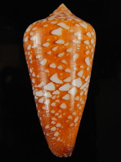 Darioconus crocatus crocatus 62.18 mm Gem-63778