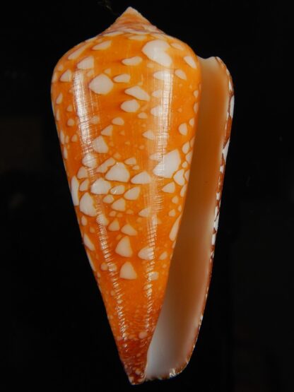 Darioconus crocatus crocatus 62.18 mm Gem-63777