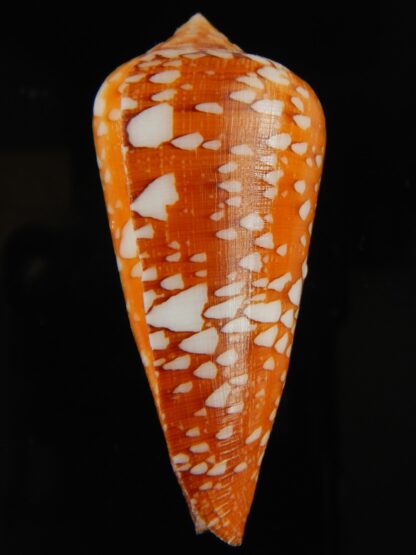 Darioconus crocatus crocatus 62.18 mm Gem-63776