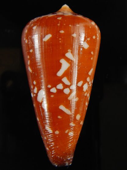 Darioconus crocatus crocatus 63.54 mm Gem-63786